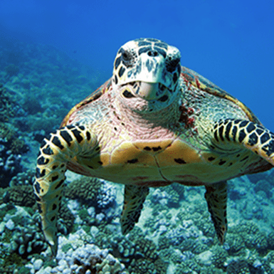 A beautiful turtle swims towards the viewer in the blue aquarium