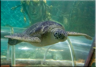 A turtle floats gracefully as the viewer looks on at Sea Life Great Yarmouth