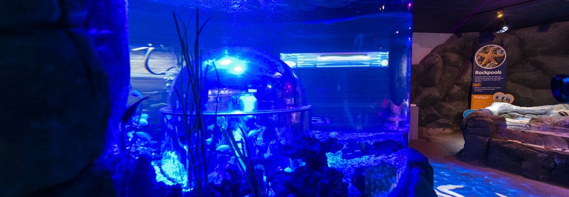 A deep blue water aquarium looks inviting to visitors at Sea Life Hunstanton