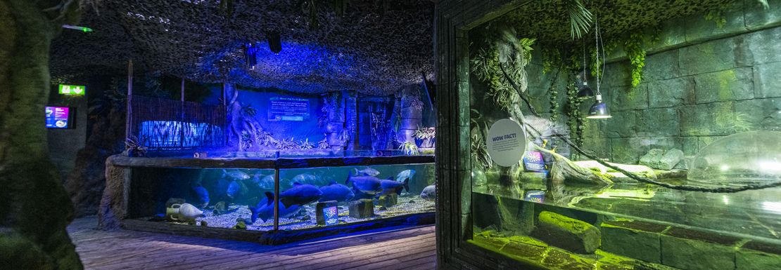 two aquariums stand in a room, one blue and another green, but both full of life