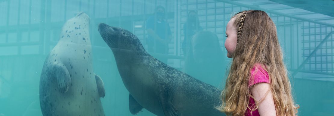 A young girl enjoys looking at two giant seals from behind an aquarium glass wall