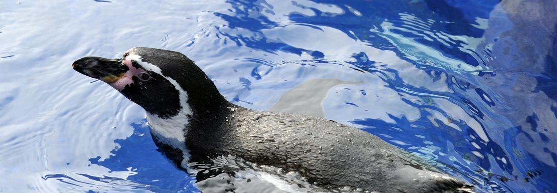 A penguin swims with its head above water at Sea Life Hunstanton