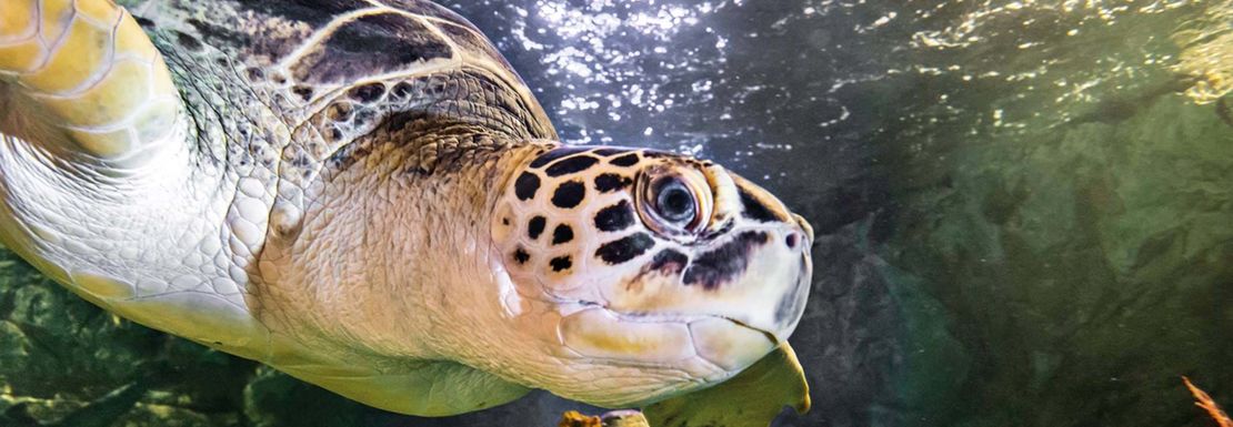 A turtle glides under the clean green water in an aquarium at Sea Life Hunstanton