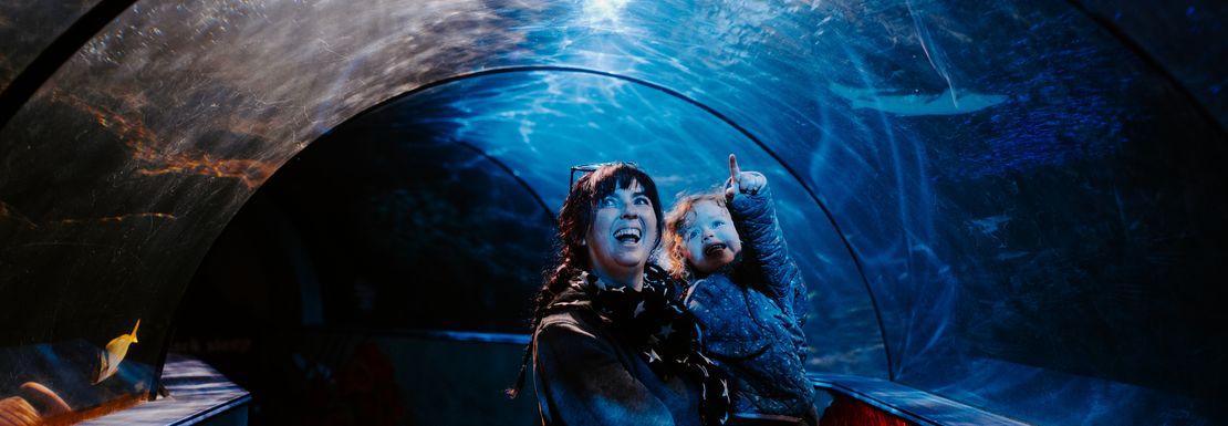 People look up to the bright light coming through the water in the glass tunnel aquarium