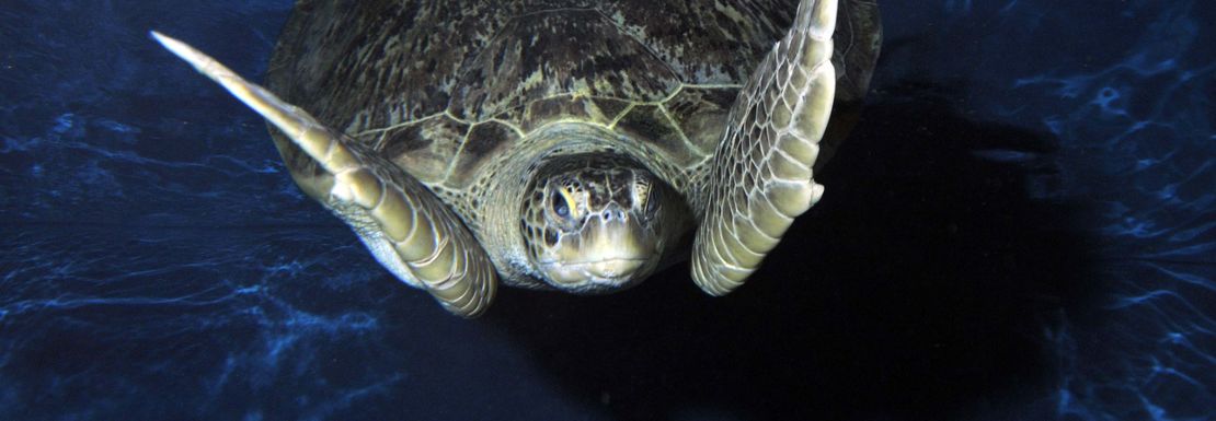 A large tortoise raises its flippers as it swims towards the photographer