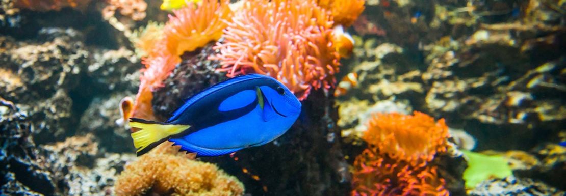 beautifully coloured fish swim amongst the choral under the aquarium's waters