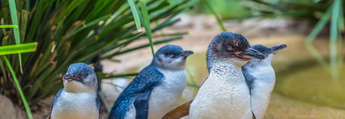 A collection of fairy penguins walk together in the outdoors at Sea Life Weymouth