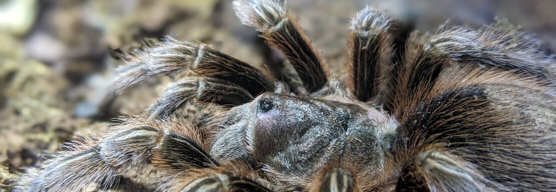 A tarantula craws over the sandy surface at the London Aquarium