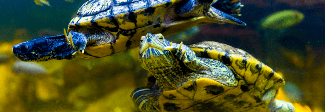 Terrapins swimming under water in a clean and safe environment