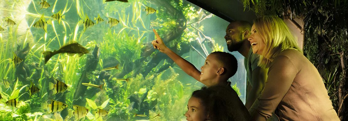 A mother and kids enjoying the underwater aquarium sights through glass