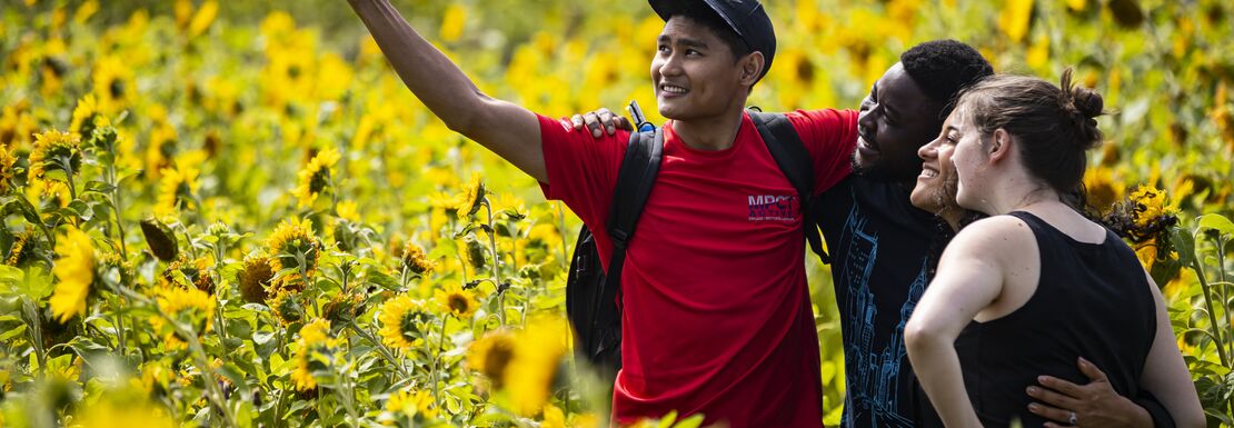 Visitors enjoying the spectacular display of sunflowers at Rhosili and South Gower Coast in Wales