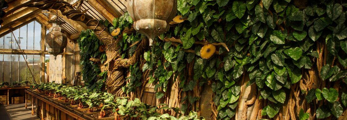 Professor Sprout's greenhouse in full bloom at Warner Bros Studios